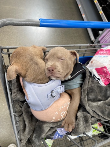 American Pit Bull Terrier – 7 week pitbulls