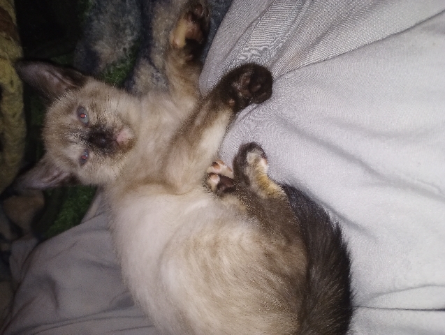 Siamese – Siamese kittens