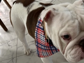 vendo bulldog inglés 