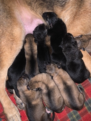 German Shepherd – German Shepherd puppies
