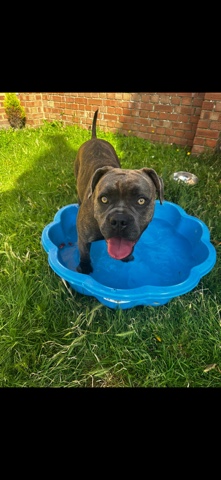 Cane Corso – female cane corso/frenchie
