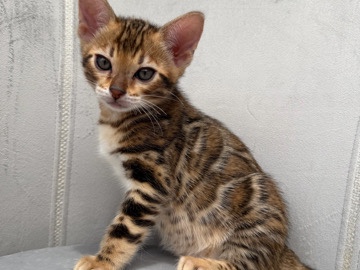 Bengal – Stunning Bengal Kitten for Sale – 2 Months Old – Marietta