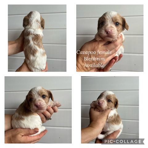 Cavalier King Charles Spaniel – Cavapoo Cavalier King Charles & Poodle