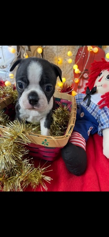 Boston Terrier – Boston terriers