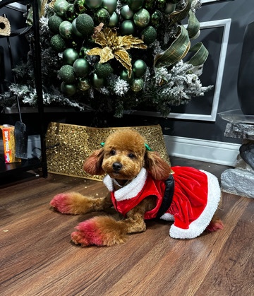 Poodle – Golden Doodle