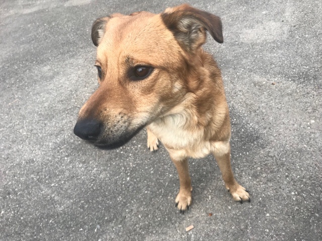Chien Français Blanc et Orange – Chien berger