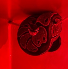Any – ball python
