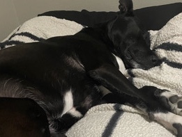 Mixed Breed – Harley – Spokane
