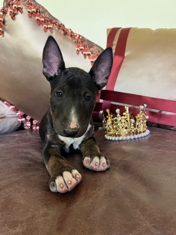 Bull Terrier – bull terrier puppy female