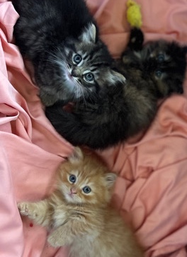 Munchkin – munchkin kittens