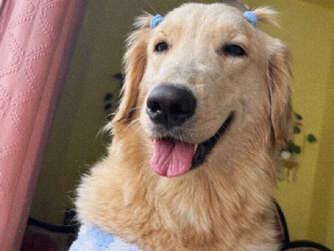Golden Retriever – golden retriever – Guwahati