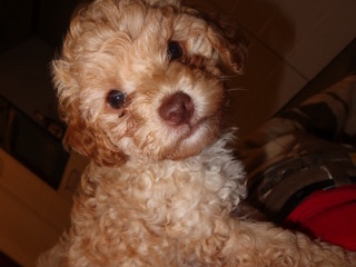 Poodle – Barboncino beige – Milan