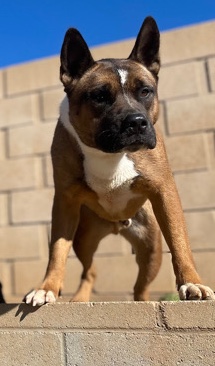 Akita – A very happy and energetic pup.
