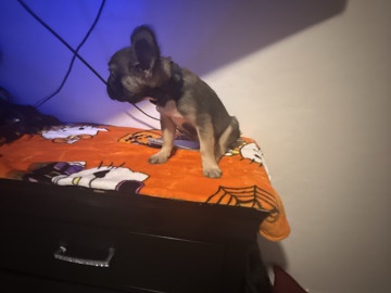 French Bulldog – fluffy frenchie puppy – Mesa