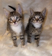 2 Tabby Kittens