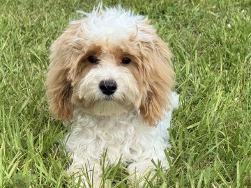 Maltipoo – Male Maltipoo – LaBelle