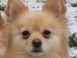 Pomeranian – pomchi – Jacksonville