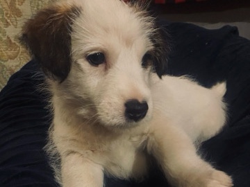 Jack Russell Terrier – jack russel – Sonora