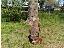American Pit Bull Terrier – Sunshine – Murfreesboro