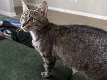 Young Cat In Need Of Loving Home