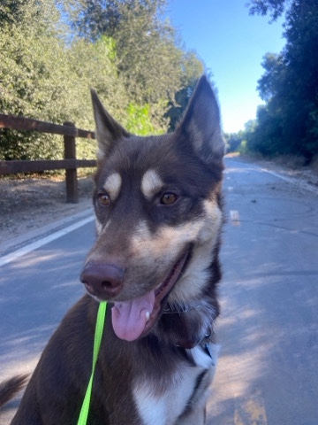 beautiful Husky