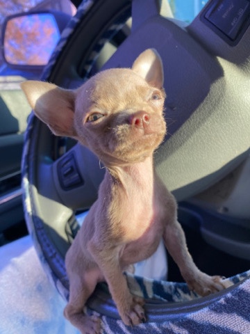 Chihuahua – teacup Chihuahua