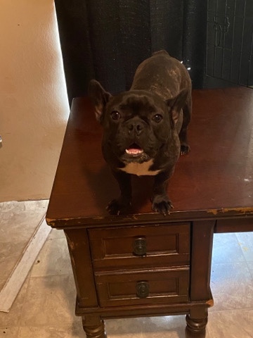 French bulldog Brindle