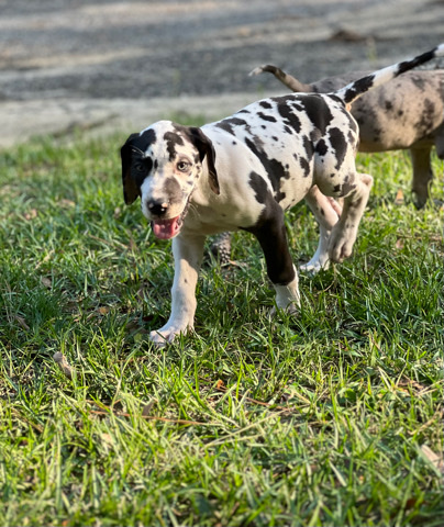 Great Dane – AKC Great Dane