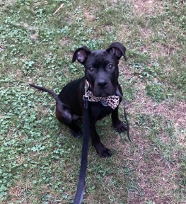 American Staffordshire Terrier – Olive
