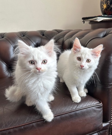 Persian (Modern) – two baby white kittens