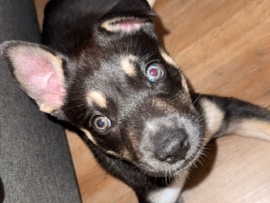 American Pit Bull Terrier – pitsky puppy – Hazleton