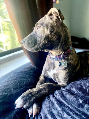 American Pit Bull Terrier – ICY Needs a new Home – Trumbull