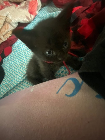 Russian White, Black and Tabby – Black/ Kitten