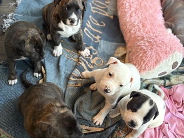 Mixed Breed – Puppies for sale – Port Richey