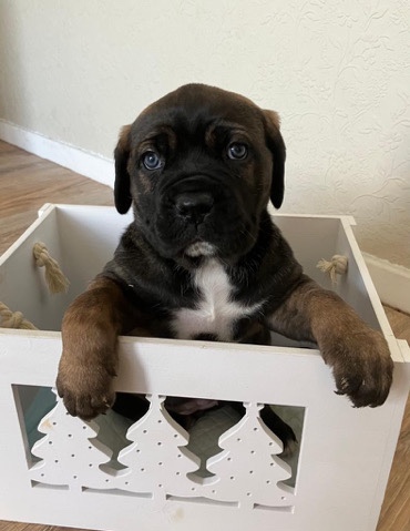 Cane Corso – Italian Mastiff Cane Corso Champion puppies