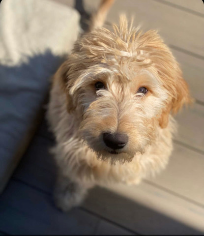 Goldendoodle