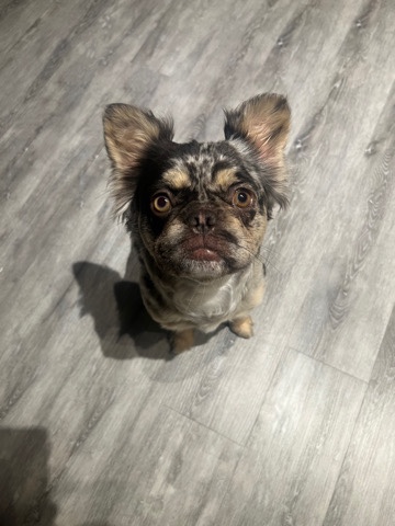 French Bulldog – Fluffy merle Frenchie