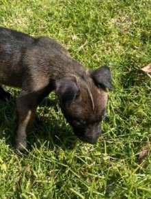German Shepherd – German Shepard Puppy