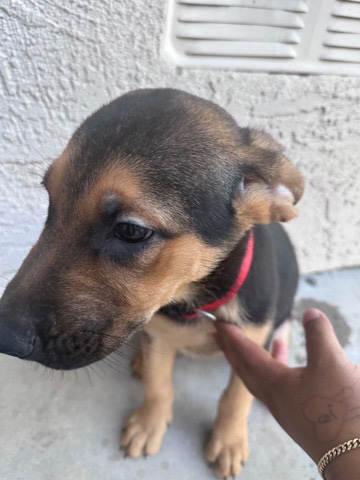 German Shepherd – German Shepard