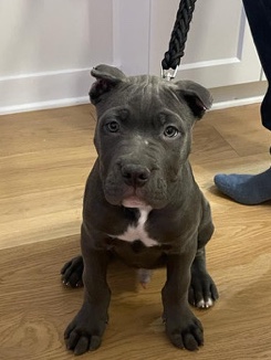 Cane Corso – Cane croso mixed