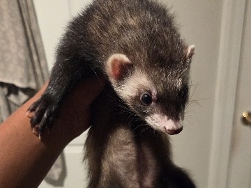 Sable – ferret for sell./ new home. – Tega Cay