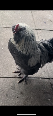 Any – roosters