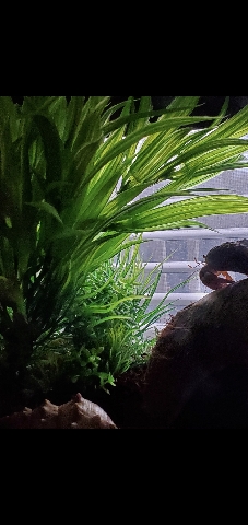 Hermit Crab π¦