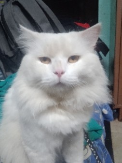 Persian (Modern) – Persian cat for sale