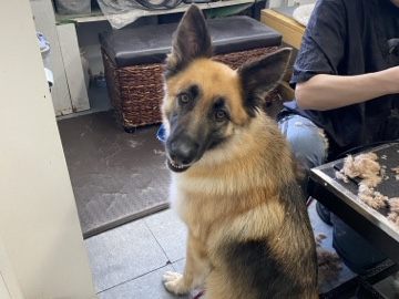German Shepherd – need rehoming!!! – San Francisco