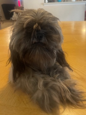 Shih Tzu – Lovelynne