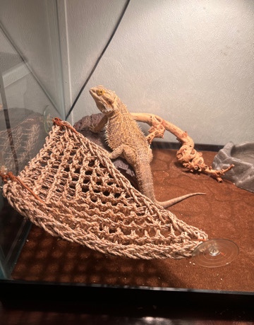 Bearded Dragon Female