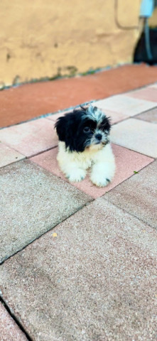 Shih Tzu – shitzu