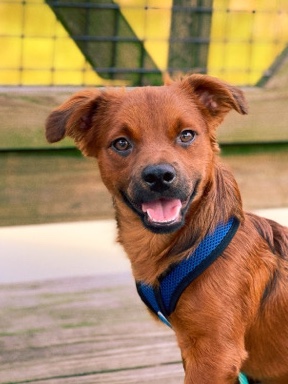 Poodle – Rufio Needs a new home