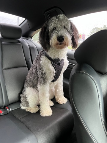 10month old sheepadoodle